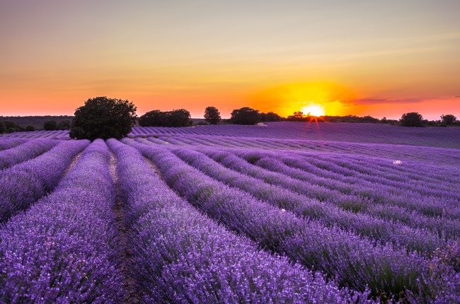 CAMPOS DE LAVANDA, LA ALCARRIA Y SIGÜENZA 