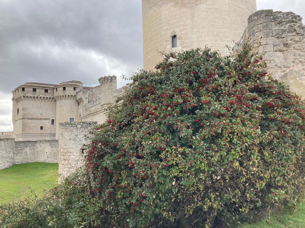 CUELLAR Y SEGOVIA