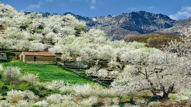 VALLE DEL JERTE A LOS CEREZOS EN FLOR